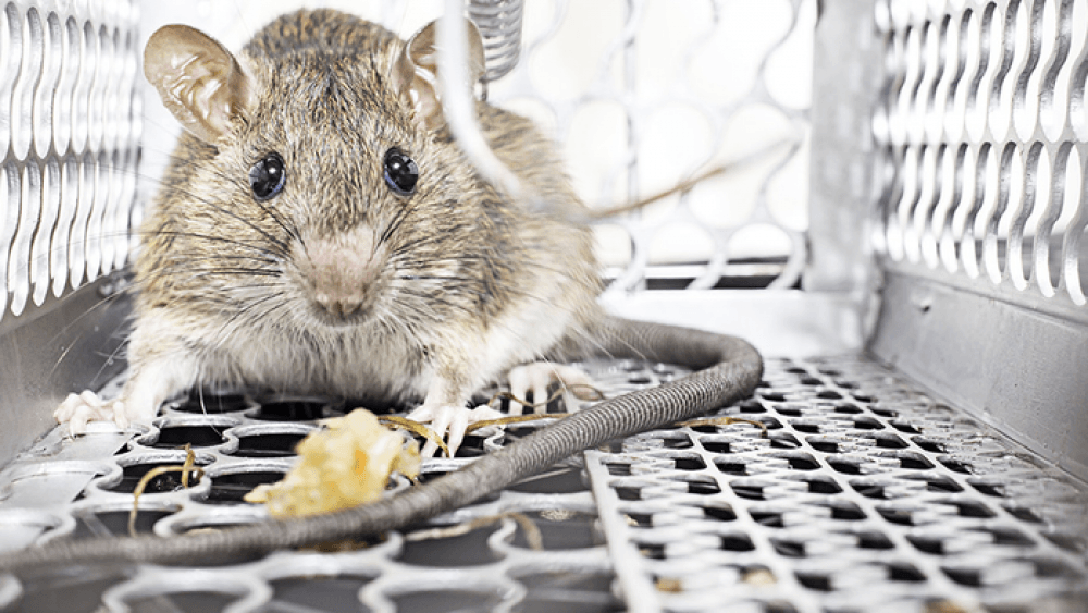 Get Rid of Rodent in UAE