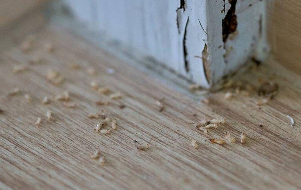 Termites Makes Damage